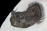 Tower Eyed Erbenochile Trilobite - Top Quality #128993-3